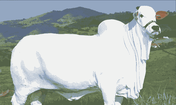 奶牛多少钱一头