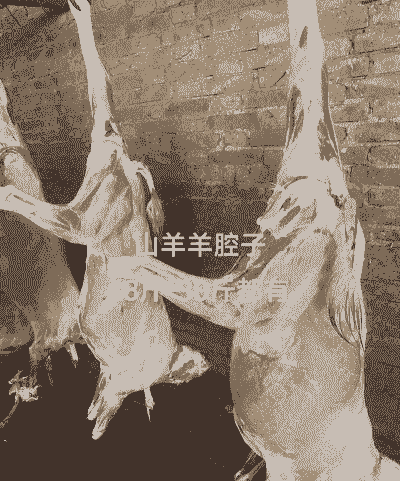 一只羊有多少斤