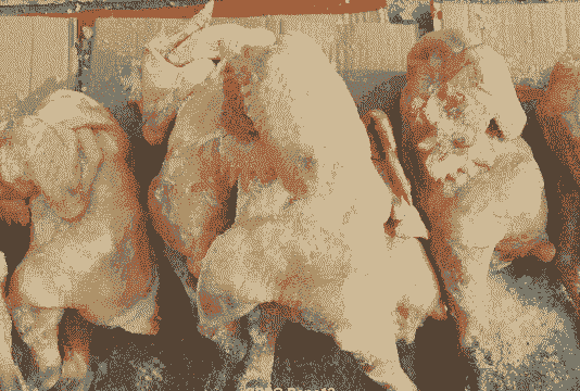 一只公鸡多少钱