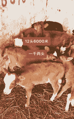 一头黄牛多少钱