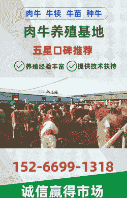 一只牛犊多少钱