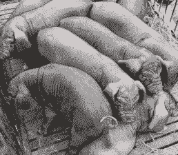 太湖猪能长多少斤