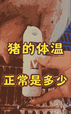 猪的体温是多少