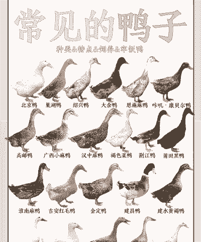 鸭子有多少品种