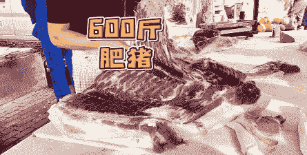 一头猪出多少肉