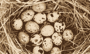 鹌鹑多少天下蛋