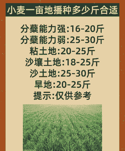 小麦一亩地产多少斤