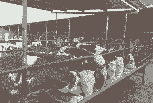 一亩地能养多少头牛