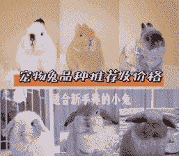 珍珠兔多少钱一只