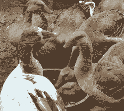 养殖大雁多少钱一只