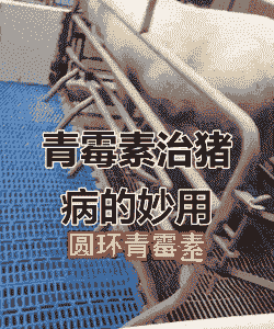 母猪产后双黄连加青霉素