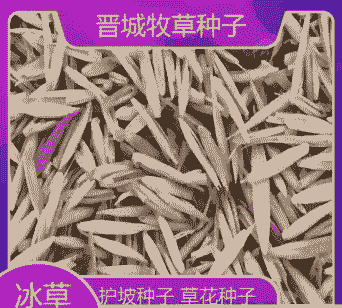 牧草种子多少钱