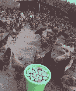 绿壳鸡苗多少钱一只