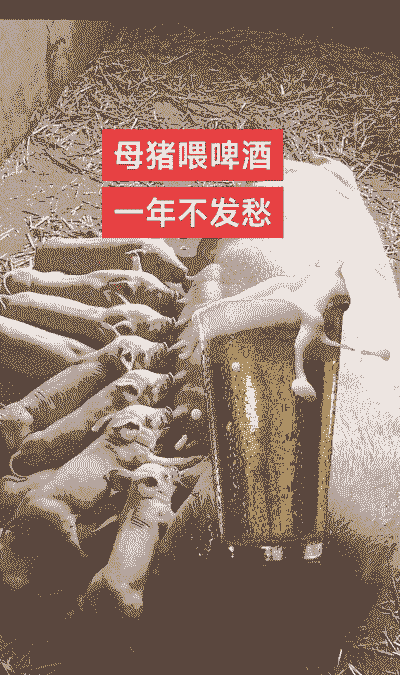 产后母猪能不能喝啤酒水