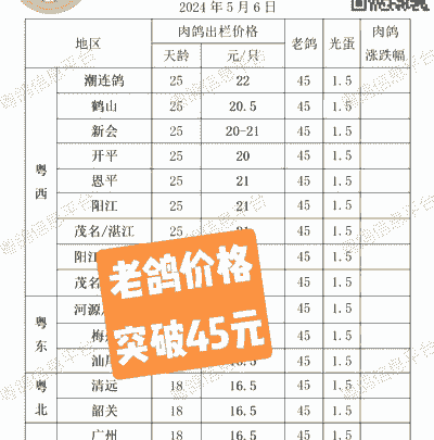 肉鸽种鸽多少钱