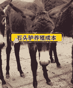 养100头驴得投资多少