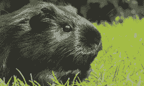 黑豚多少钱一只