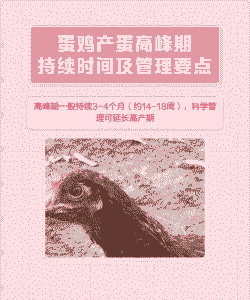 蛋鸡多少天上高峰