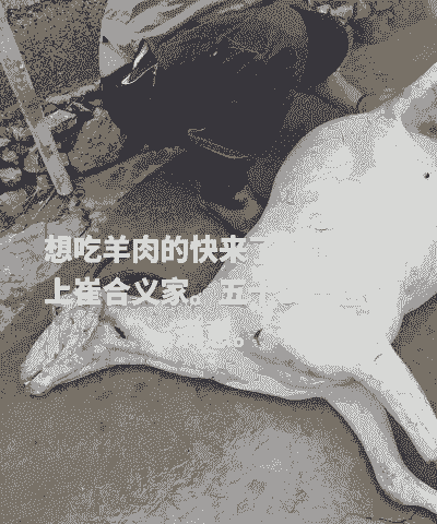 一只50斤的羊出多少肉