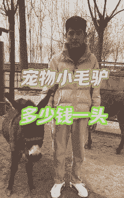 驴崽子多少钱