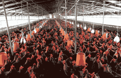 温氏养鸡要投资多少