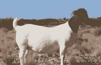 波尔山羊多少钱一个