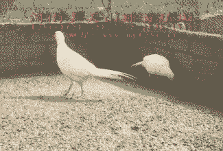 白山鸡多少钱一只