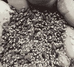 土元虫卵多少钱一公斤