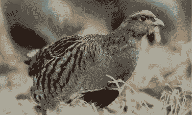 养殖鹧鸪一只挣多少钱