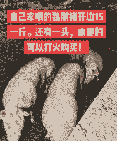 潲水猪一头能赚多少