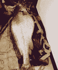 野生黄瓜鱼多少钱一斤