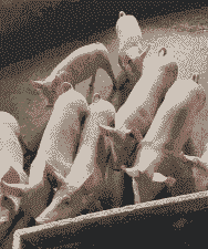 三元苗猪多少钱一头