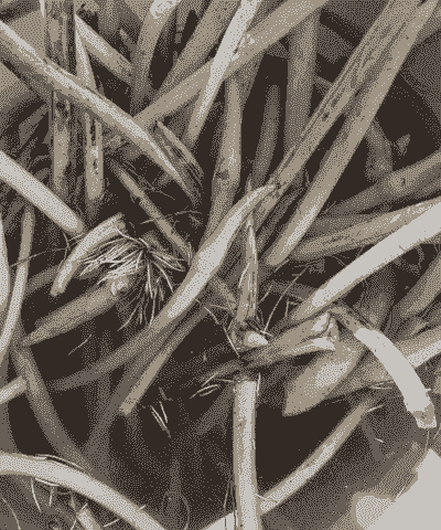 藕多少钱一斤2017