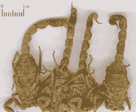 纯野生蝎子多少钱一斤