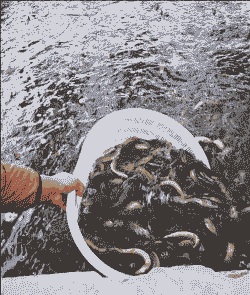 养一亩泥鳅投资多少钱