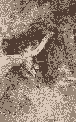 野猪一头多少钱