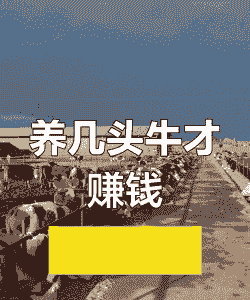头牛一年赚多少钱