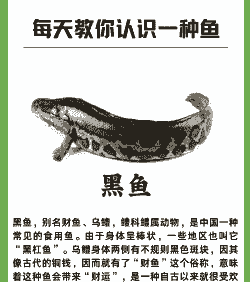 乌鱼一斤多少钱