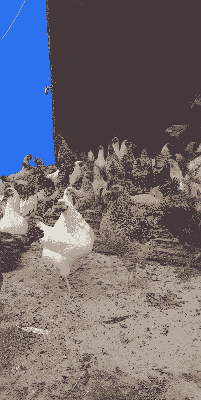 柴鸡一只多少钱