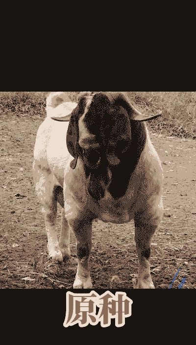 波尔羊多少钱一只