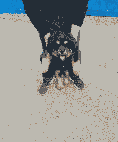 藏獒幼仔多少钱