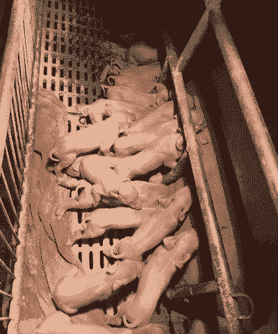 二元母猪产仔多少