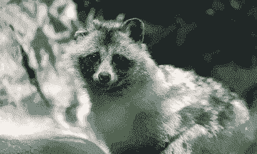 一只貉子多少钱