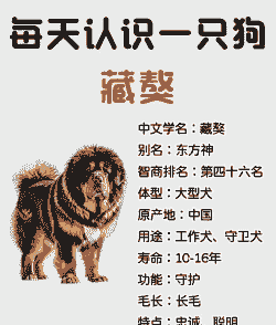 养藏獒多少钱