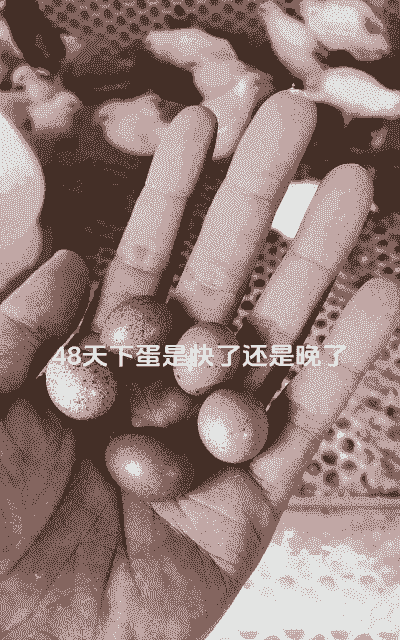 蛋鸡开产产多少蛋