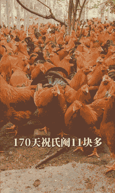 阉鸡多少钱一只