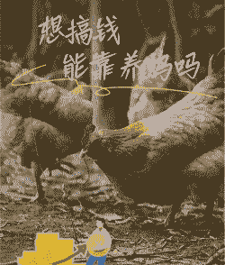 养五千只鸡多少钱