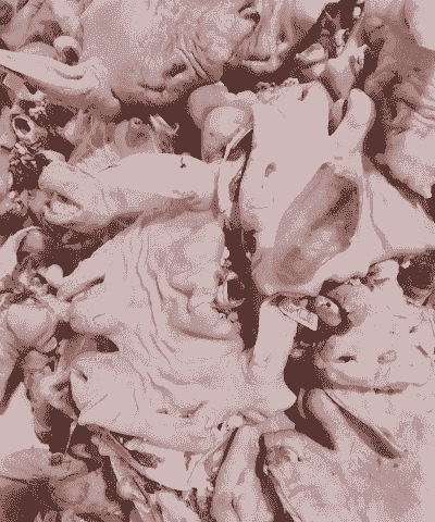 一头羊出多少肉