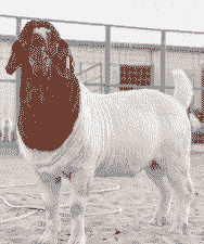 波尔山羊的羊苗多少钱