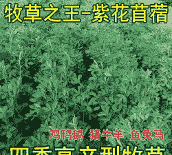 苜蓿产量是多少